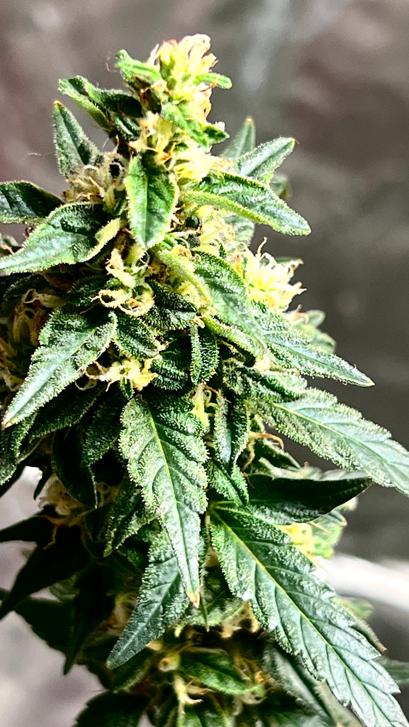 Tom Berhane's cannabis grow